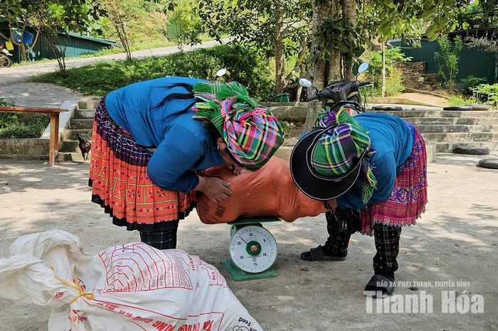 Không chỉ là nơi trao đổi hàng hóa, điểm bán nông sản ở cổng trời còn tạo nên nét riêng cho cung đường lên Mường Lát. Những sản vật giản dị gắn với đời sống người Mông giúp du khách hiểu thêm về cách người dân địa phương làm ra của cải từ nương rẫy, núi rừng.