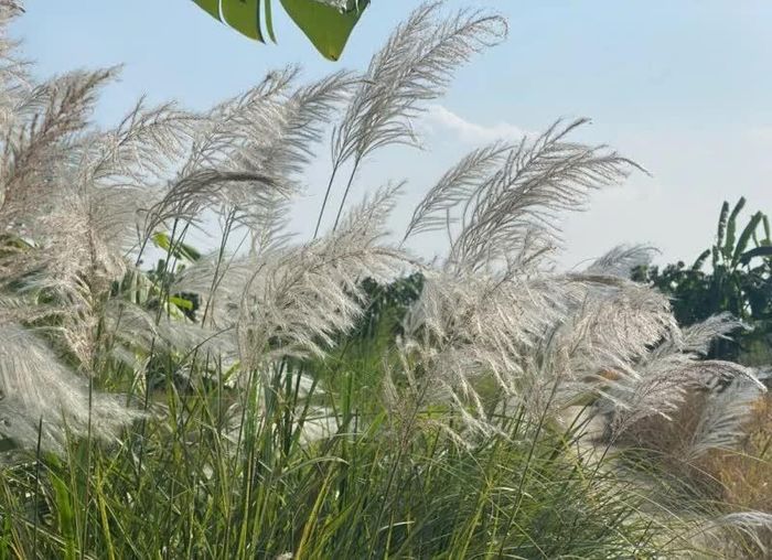 Giữa thiên nhiên, hoa bông lau mềm mại, thướt tha theo gió.