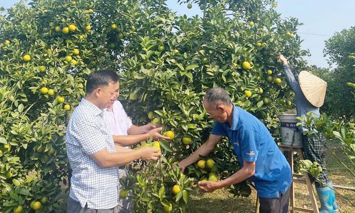 Cán bộ xã Lục Ngạn thăm vườn cam của gia đình ông Vi Văn Khường, thôn Tam Đồng.