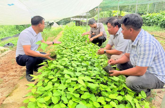 Lãnh đạo xã Trà Leng kiểm tra vườn ươm quế giống trên địa bàn xã. Ảnh: Địa phương cung cấp