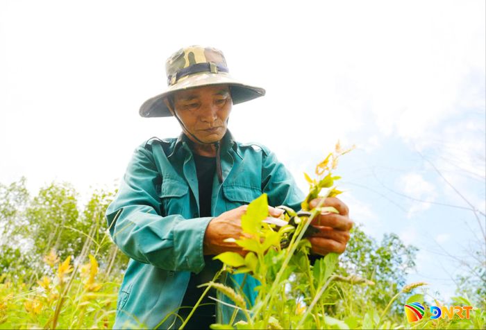 Ông Phạm Quốc Phòng (thôn Panan, xã Sông Vàng) đã trồng chè dây trên diện tích 2,5ha từ 10 năm qua. Ảnh: HỒ QUÂN