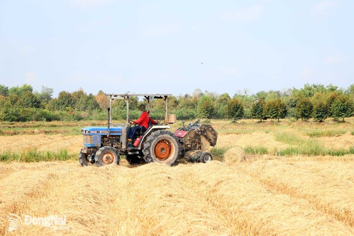 Nông dân xã Phú Vinh thực hiện cơ giới hóa trong sản xuất. Ảnh: Tố Tâm