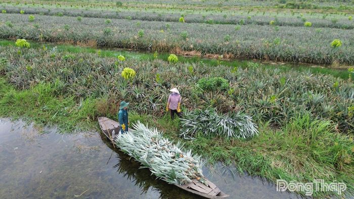 Nhiều diện tích trồng khóm xuất hiện tình trạng trồng xen cây ăn trái dày đặc.