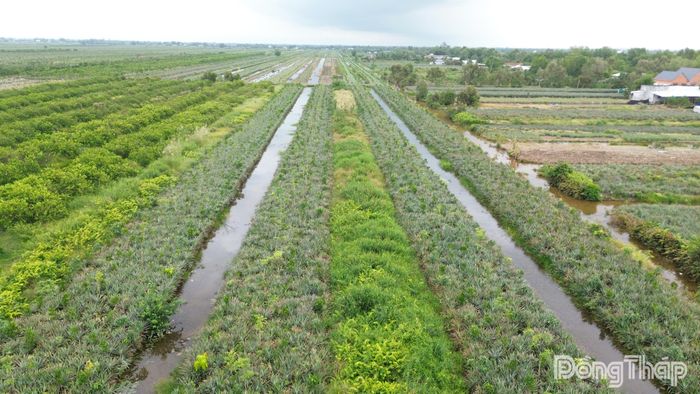 Cây ăn trái mọc lên tại nhiều liếp khóm trong khu vực quy hoạch khu công nghiệp.