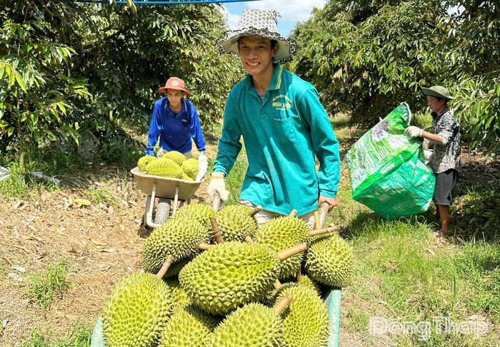 Hiện tỉnh Đồng Tháp đang bước vào đầu vụ sầu riêng nghịch mùa.