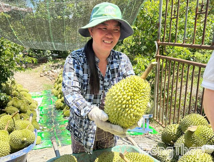 Sầu riêng đầu vụ nghịch được giá.