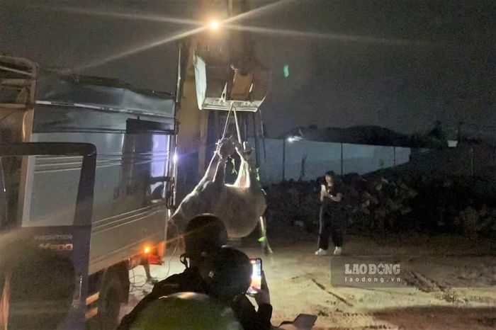 Lúc 19 giờ 20 phút ngày 24-10, con trâu phát điên húc nhiều người đã bị lực lượng chức năng xử lý bảo đảm an toàn. Ảnh: Phúc Khánh/LĐO