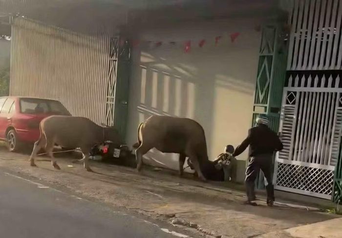 "Trâu điên" húc người đi đường bị thương tại xã Đinh Văn Lâm Hà vào chiều 24-10. Ảnh: Lan Anh/LĐO