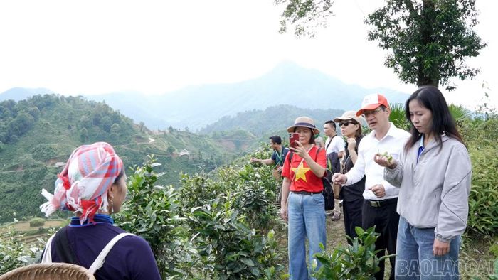 Chị Vàng Thị Thông giới thiệu với du khách về chè Shan tuyết, sản vật đặc trưng gắn với đời sống và sinh kế của người dân Bản Liền.
