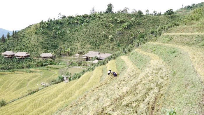 Người dân Bản Liền thu hoạch lúa trên thửa ruộng bậc thang, gìn giữ nếp canh tác truyền thống của đồng bào Tày.