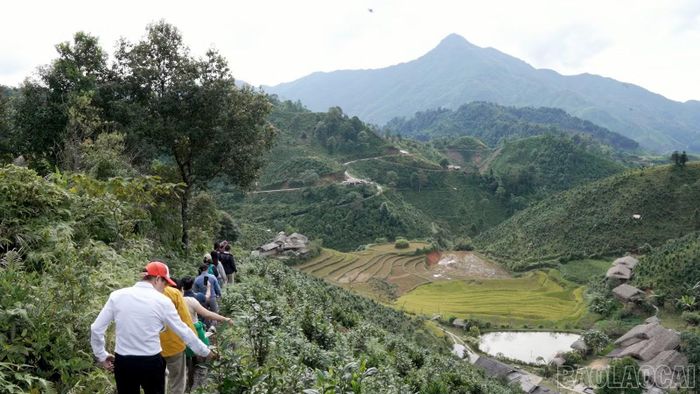 Du khách trải nghiệm hái chè Shan tuyết cùng người dân Bản Liền, tìm hiểu nghề trồng chè truyền thống của đồng bào Tày.