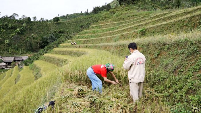 Du khách trải nghiệm gặt lúa cùng người dân Bản Liền, khám phá đời sống lao động và nét văn hóa sản xuất nông nghiệp của đồng bào địa phương.