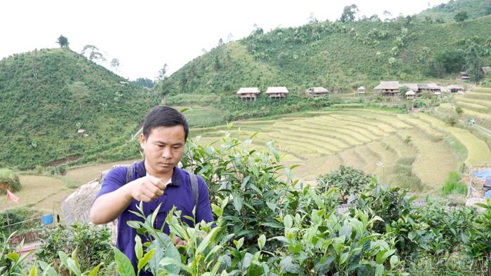 Anh Lâm A Hướng chăm sóc đồi chè Shan tuyết, gìn giữ vùng nguyên liệu và phát triển trải nghiệm du lịch gắn với sản xuất nông nghiệp tại Bản Liền.