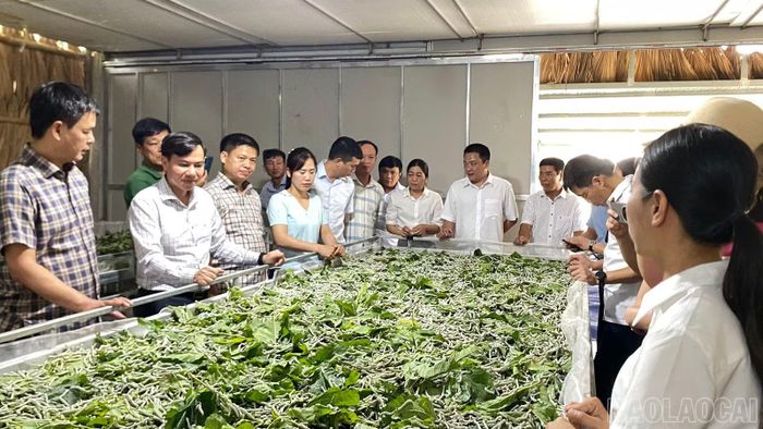 Đoàn công tác tham quan mô hình nuôi tằm trên khay trượt tại Hợp tác xã Dâu tằm Minh Tiến.