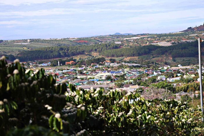 Những vườn cà phê xanh ngát, những mái nhà yên bình và vùng quê ngày càng trù phú hôm nay là thành quả của hành trình 50 năm lập nghiệp, gắn bó và vun đắp nghĩa tình Hà Nội - Lâm Đồng