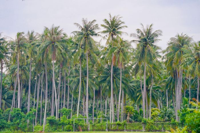Những vườn dừa nối nhau