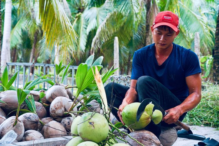 Dừa xứ Rạng được du khách ưa chuộng