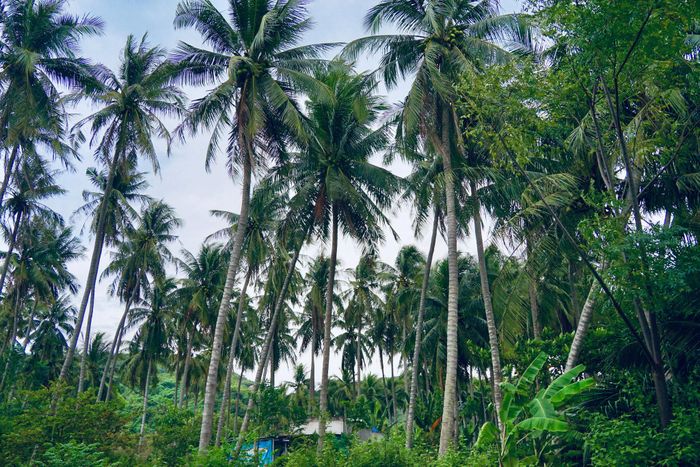 Dừa ở khu vực Bàu Me (phường Mũi Né)