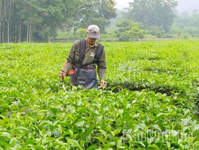Sản xuất chè xanh là thế mạnh trong nông nghiệp ở Yên Kỳ, xã đang tập trung nâng cao chất lượng sản phẩm, nâng hạng OCOP từ 3 sao lên 4 sao.