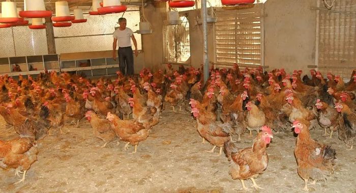 Mô hình chăn nuôi gà của hộ ông Phan Văn Vĩnh ở thôn Vinh Phú mang lại hiệu quả thiết thực.