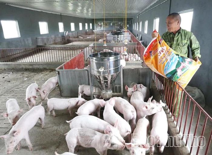 Dù vẫn duy trì tái đàn, gia đình ông Nguyễn Văn Dũng đã giảm nhẹ quy mô chăn nuôi do giá lợn hơi xuống thấp.