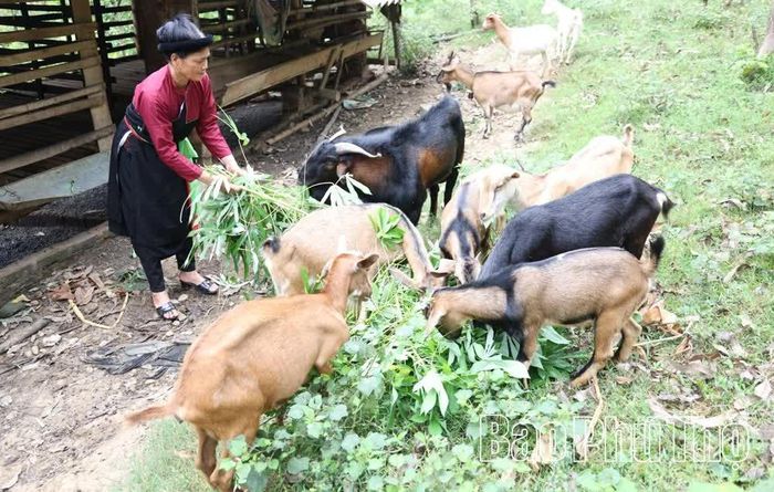 Chị Vi Thị Vụ chăm sóc đàn dê của gia đình.