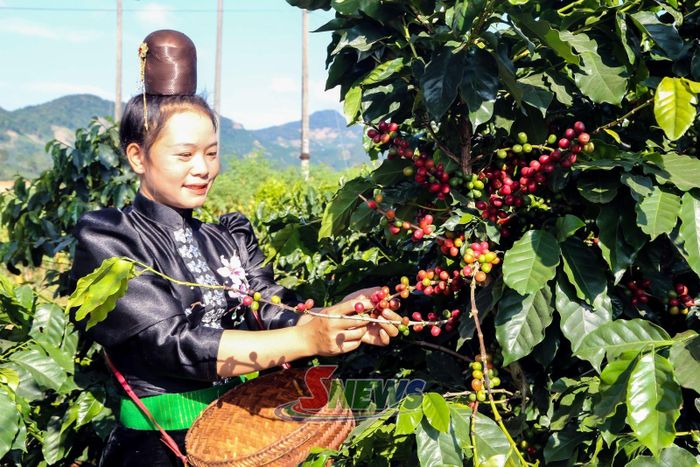 Nông dân thôn Dồm Cang 2, xã Púng Bánh thu hái cà phê.