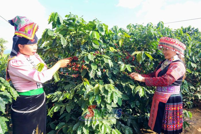 Những mùa Cà phê trĩu quả đã mang lại sự đổi thay trong cuộc sống người dân nơi đây