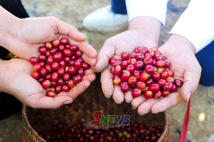Những quả cà phê chín đỏ được thu hái.