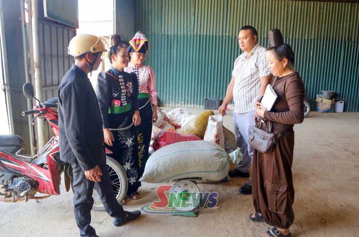 Nhân dân xã Púng Bánh bán quả cà phê tươi tại các cơ sở thu mua tập trung tại địa phương.
