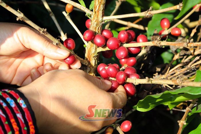 Những quả cà phê chín đỏ.