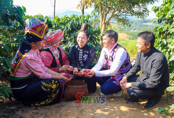 Nông dân xã Púng Bánh phấn khởi khi cà phê được mùa, được giá.