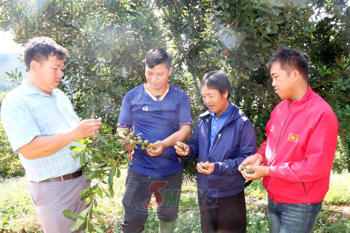 Người có uy tín bản Suối On (đầu tiên bên trái), xã Suối Tọ tuyên truyền bà con trồng cây mắc ca.