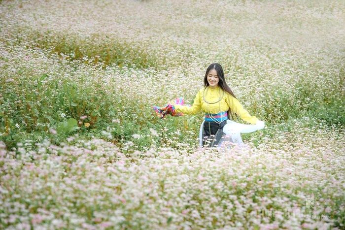 Hoa Tam giác mạch bung nở tại thôn Sán Trồ, xã Lũng Cú.