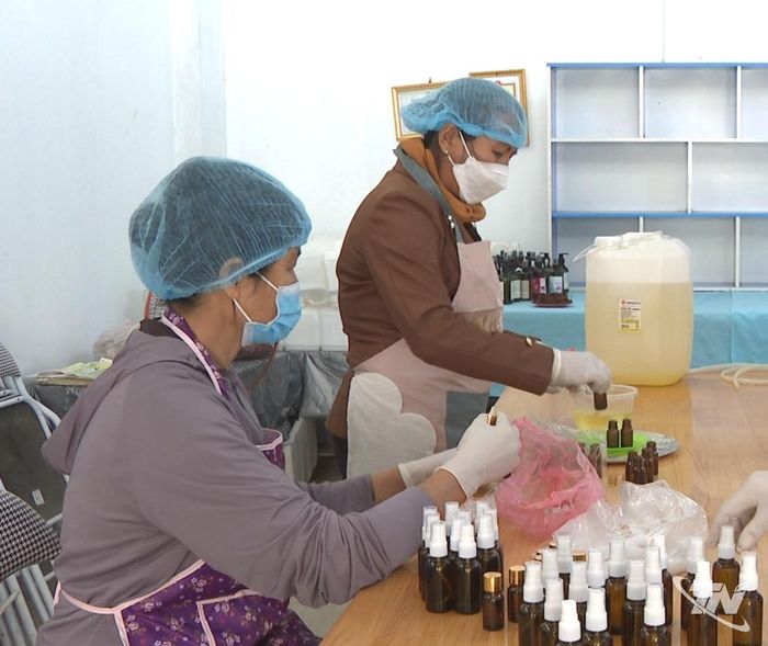 Chế biến tinh dầu hồi tại Hợp tác xã An Bình, xã Vĩnh Thông.