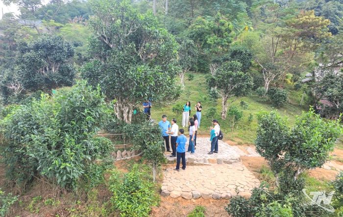 Khu vực tham quan cây chè di sản Shan tuyết có tuổi đời 125 năm tại xã Đồng Phúc được tôn tạo, sẵn sàng đón du khách đến trải nghiệm.