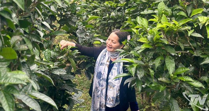 Bà Nguyễn Thị Thập giữa đồi chè Shan tuyết Đồng Phúc.