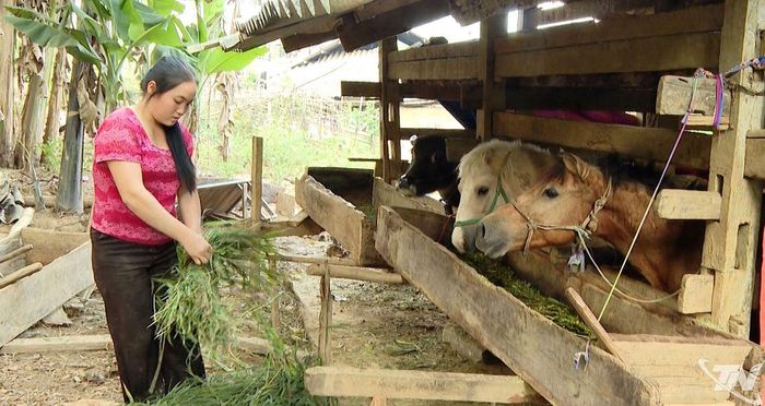 Dự án hỗ trợ chăn nuôi ngựa sinh sản phù hợp với tập quán canh tác của người dân xã Cao Minh.