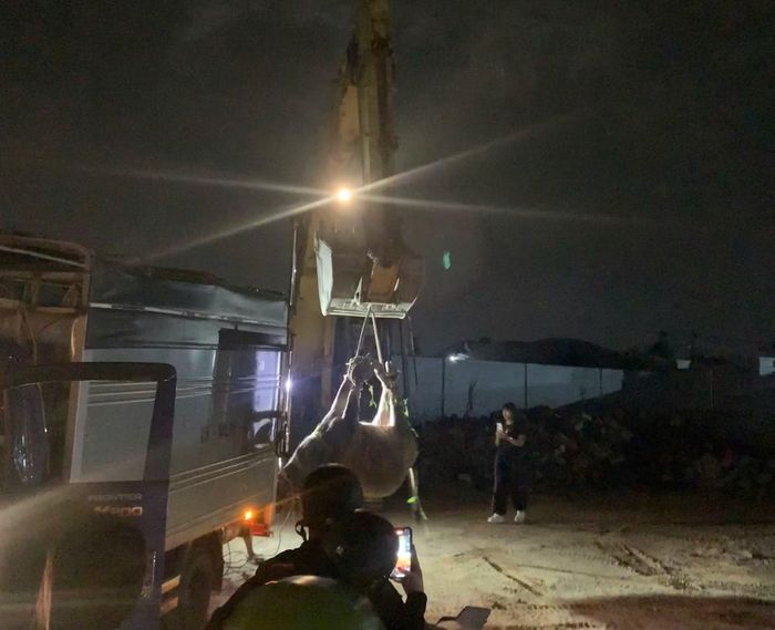 Con trâu đã bị tiêu diệt.