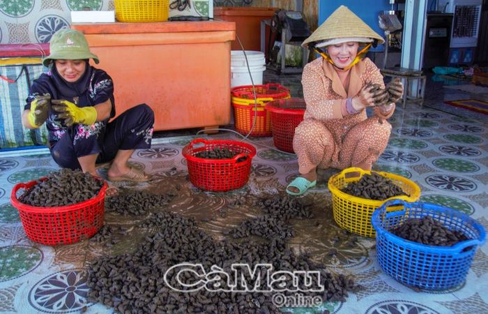 Công ty TNHH MTV Châu Sang, ấp Kiến Vàng, Xã Phan Ngọc Hiển, thu mua ốc len thương phẩm.