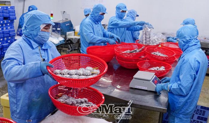 Kim ngạch xuất khẩu 9 tháng năm 2026 đạt hơn 2,09 tỷ USD, tăng 10,5% so với cùng kỳ. (Ảnh chụp tại Công ty Cổ phần Xuất nhập khẩu Thuỷ sản Năm Căn, xã Ðất Mới)