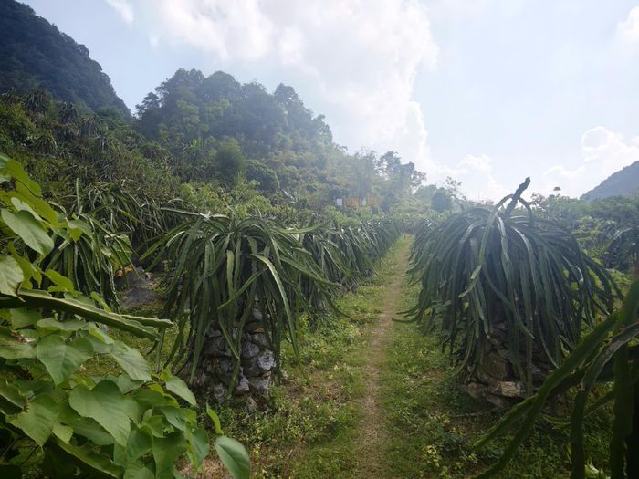 Bên cạnh việc tuyên truyền pháp luật và giữ gìn đoàn kết trong cộng đồng, bà Hoàng Thị Nơi cũng là người đi đầu trong phát triển kinh tế tại gia đình, từng vận động bà con trồng thanh long. Ảnh: Tuệ An.