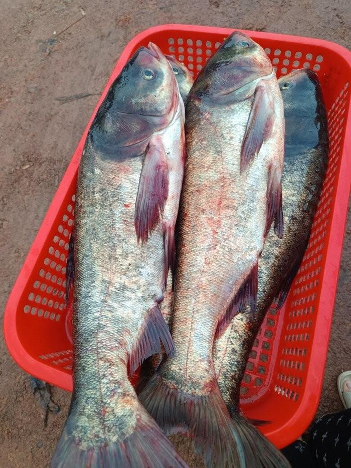 Cá mè om dưa và cá mè kho riềng là các món quen thuộc trong nhiều gia đình miền Bắc. Ảnh minh họa