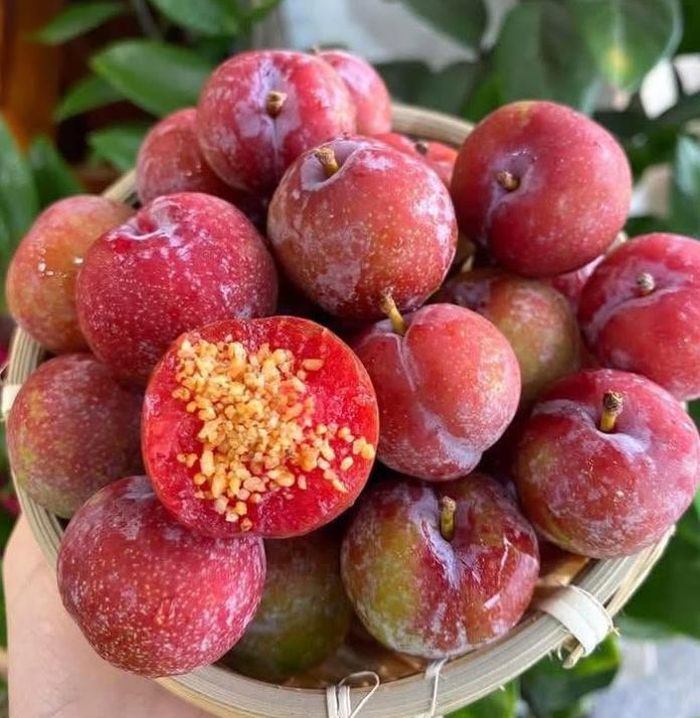 Những quả mận hậu to tròn, được tuyển chọn kỹ đã trở thành mặt hàng có giá trị cao hơn trong mùa thu hoạch - Ảnh: Internet
