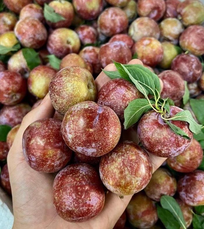 Mận hậu được trồng phổ biến tại Sơn La và một số địa phương có khí hậu mát mẻ - Ảnh: Internet