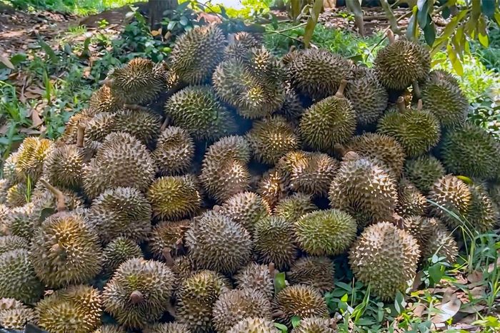 Hơn 7,7 tấn sầu riêng bị thiệt hại tại Đồng Tháp. Ảnh: Công an Đồng Tháp.