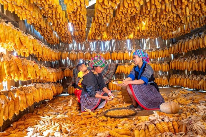 Để chế biến mèn mén, người nội trợ phải trải qua nhiều bước vất vả. (Ảnh: Quang Nguyen/Pexel)