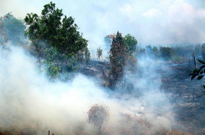 Khói từ các đám cháy rừng tại Indonesia. Ảnh: FAO