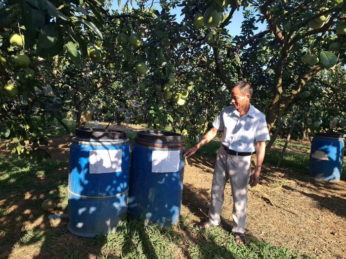 Ông Nguyễn Văn Lập ủ đậu tương và cá tạo thành dinh dưỡng hữu cơ dùng để bón cho cây bưởi. Ảnh: NM