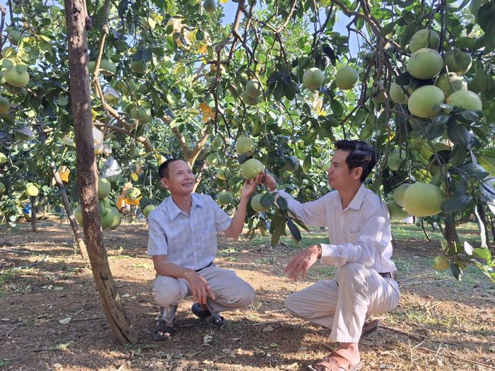 Bưởi Tam Vân ghép trên gốc bưởi Diễn sai trĩu quả trong vườn hộ ông Nguyễn Văn Lập. Ảnh: NM
